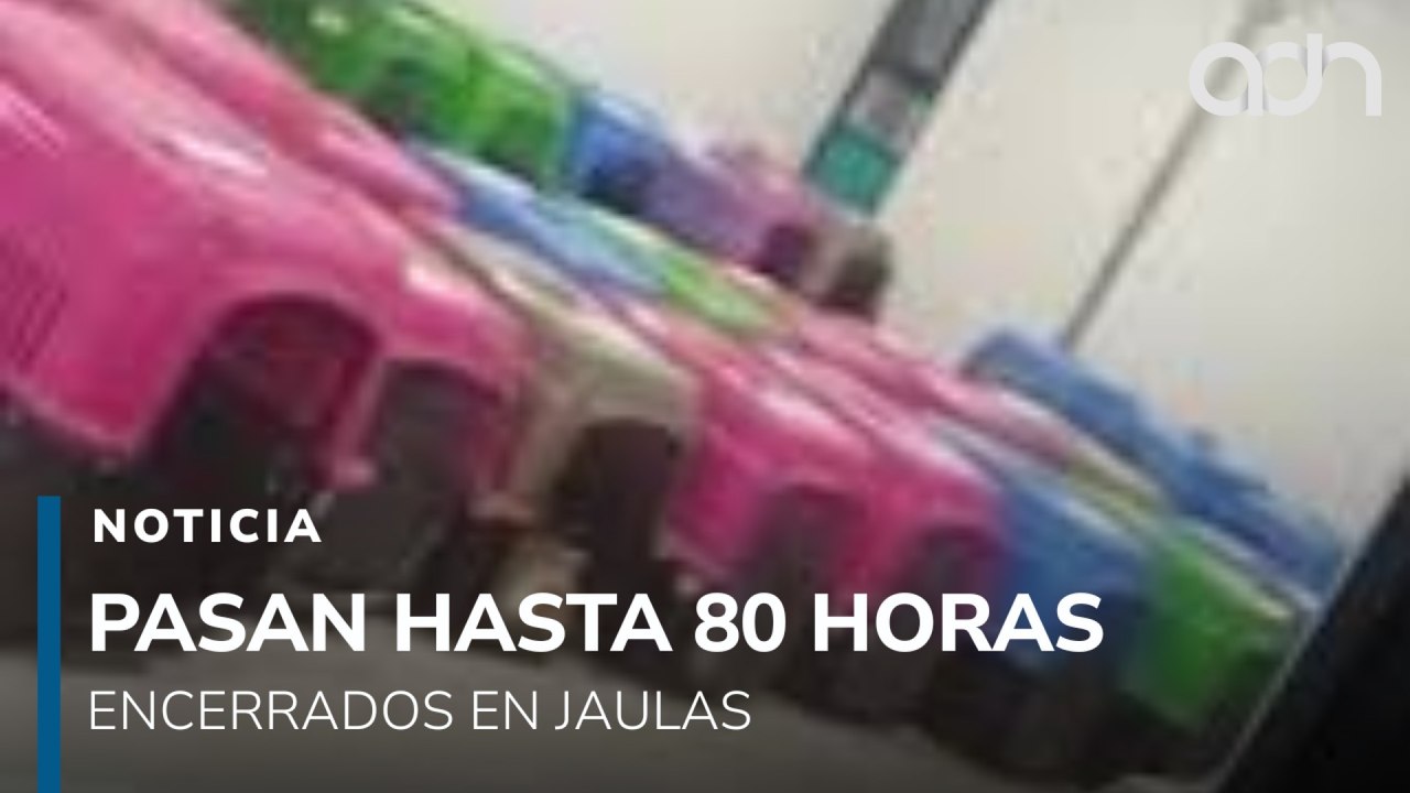 Exigen respuestas a las autoridades de la CDMX por perritos y gatitos del refugio Franciscano