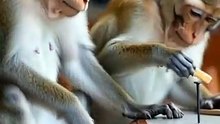 Nail Monkey