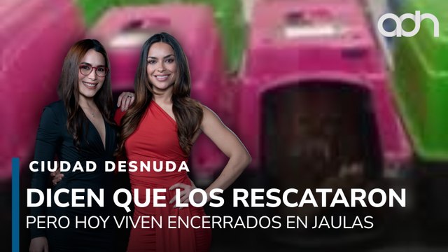 ¿Rescate o encierro? Así tienen ahora a los perritos del Refugio Franciscano I Ciudad Desnuda