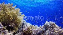 Fish Swim Among Coral Reef in Clear Blue Ocean