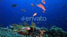 Vibrant Coral Reef Ecosystem Teeming with Marine Life