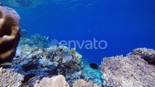 Colorful Fish Swimming Around a Vibrant Coral Reef