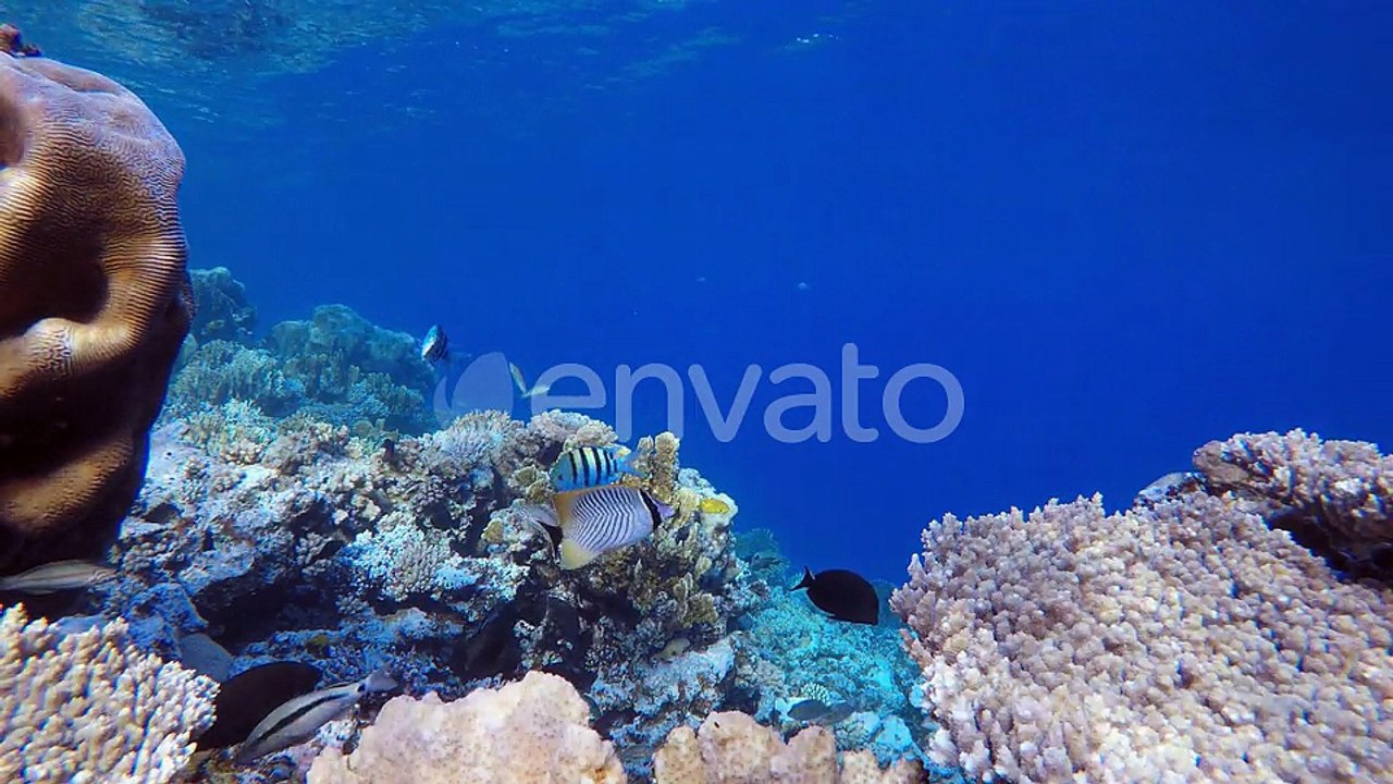Colorful Fish Swimming Around a Vibrant Coral Reef