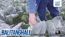 Andap o frost, patuloy na namemerwisyo sa ilang panig ng Benguet | Balitanghali