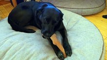 Dog loves her chew stick