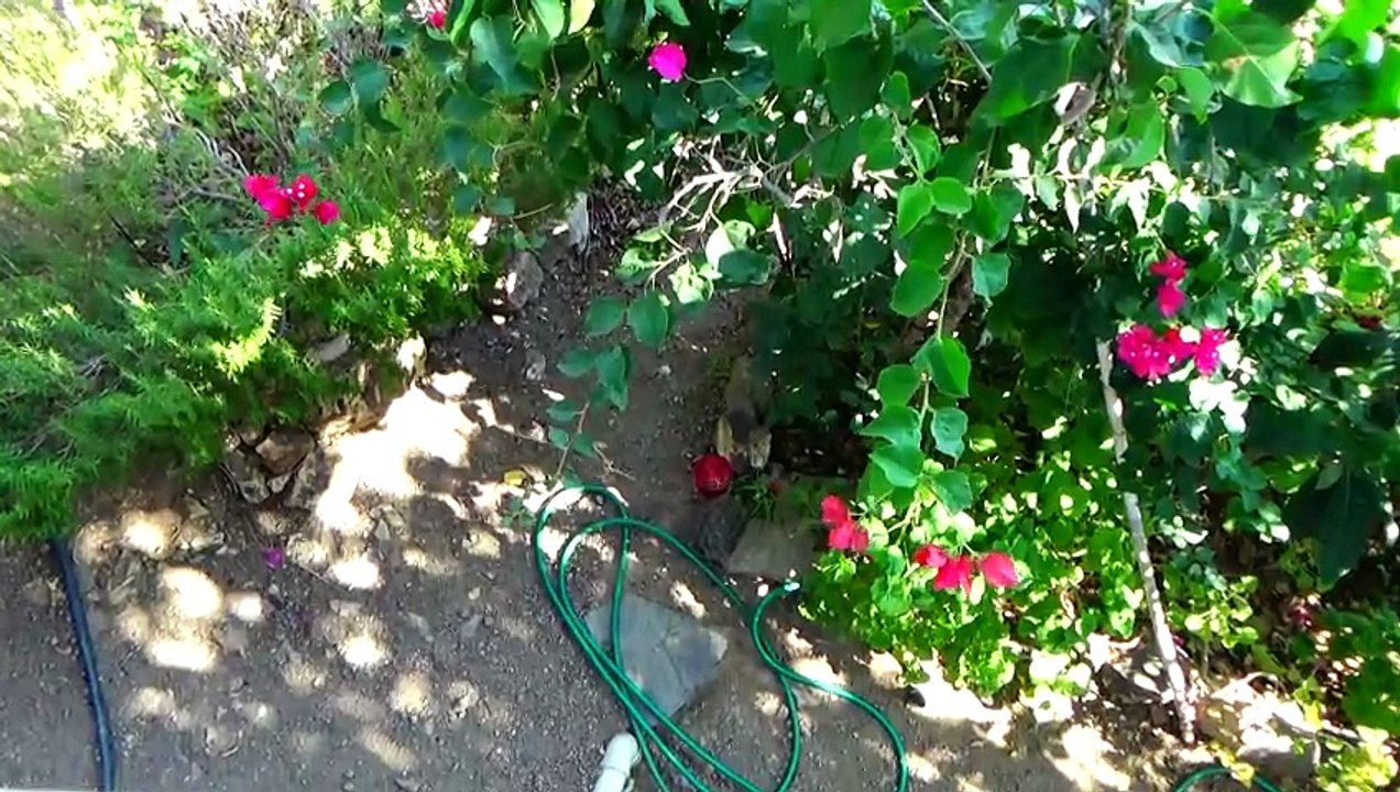 Kaplumbağa ve Kediler-2021-08-15