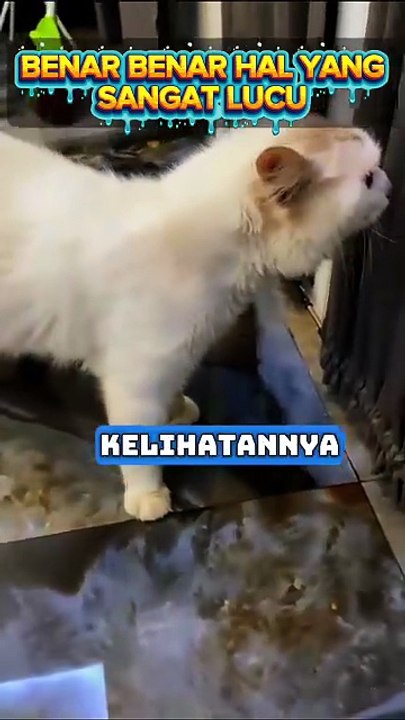 Kucing salah pergaulan dan ini dampaknya