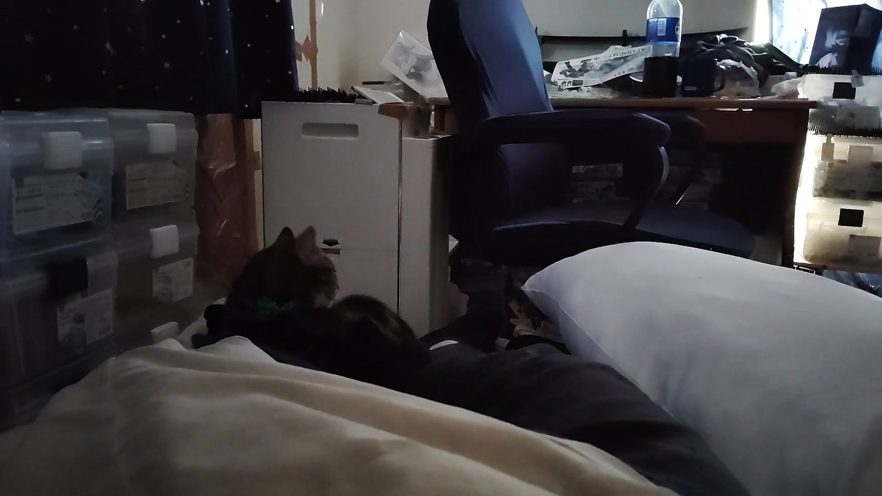 飼い主の足にくっついて毛繕いするココア4