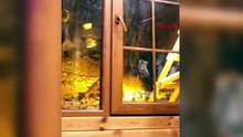 Diz boyu karda yemek arıyordu... Bu görüntüler Kartepe'den geldi