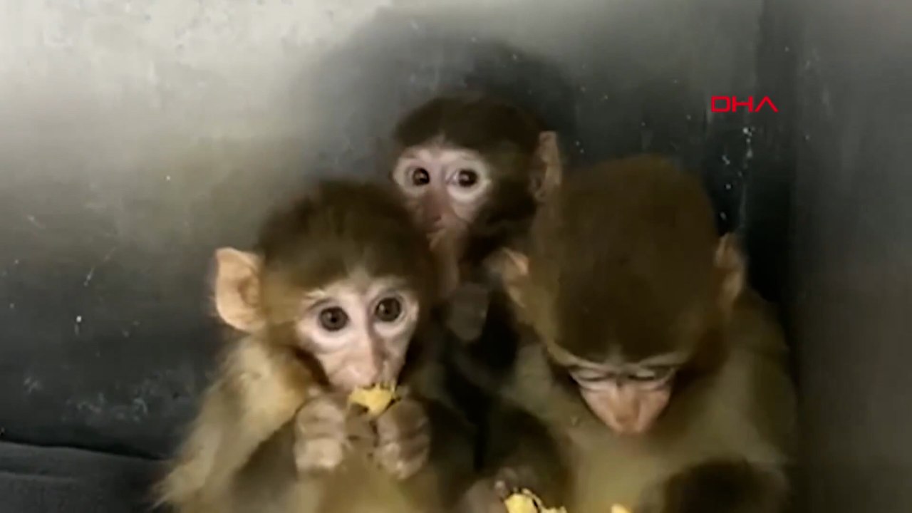 Denetimde ele geçirilen 3 makak maymunu koruma altına alındı