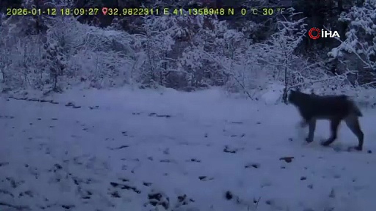 Yiyecek arayan vaşak ile kurtlar fotokapana yansıdı