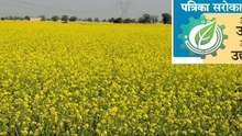 सरसों ने बनाई अलग पहचान,खेतों में पीली चुनरिया से खुशहाल होगा किसान