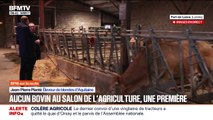 Bovins au Salon de l'Agriculture: 