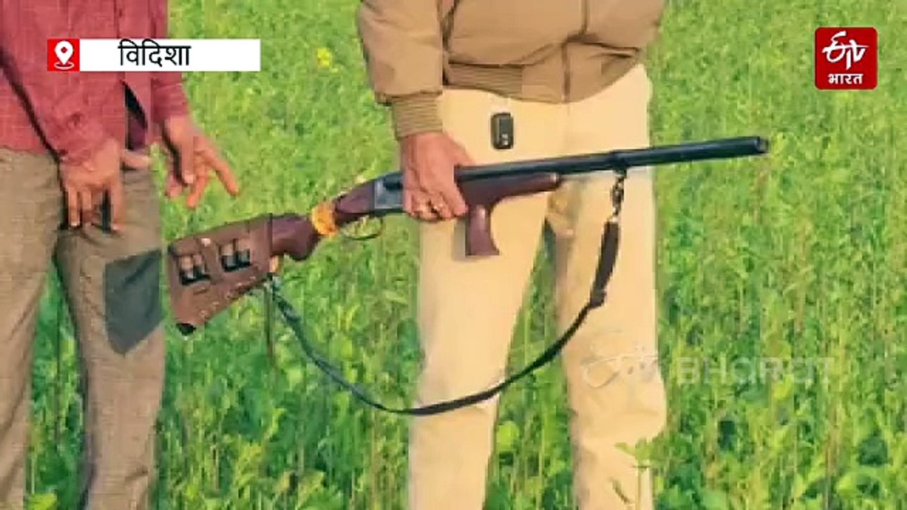 दहाड़ से कांपे ग्रामीण, उज्जैन में 3 दिनों से घूम रहा बाघ, विदिशा में बंदूक के साये में खेतों की रखवाली