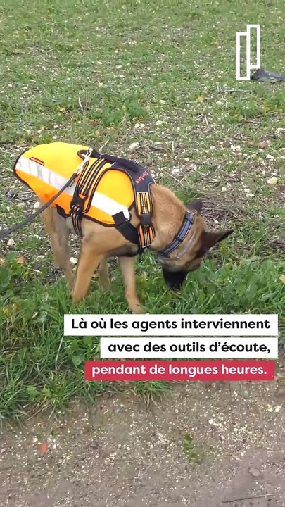 Quand les chiens renifleurs traquent les fuites d’eau…