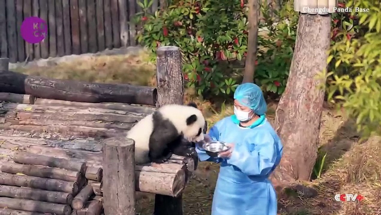 Tender moments of playful new born panda cubs with caretaker captured in video footage