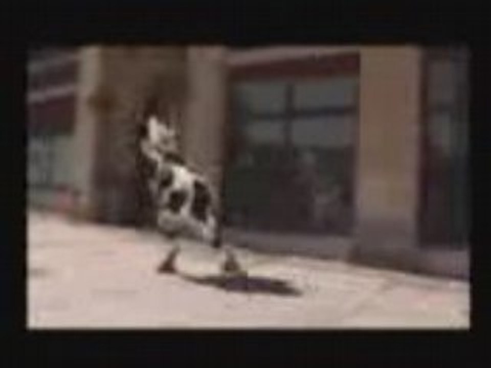 Vache