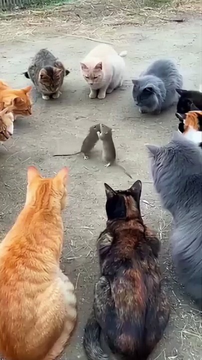 Funny little mouse