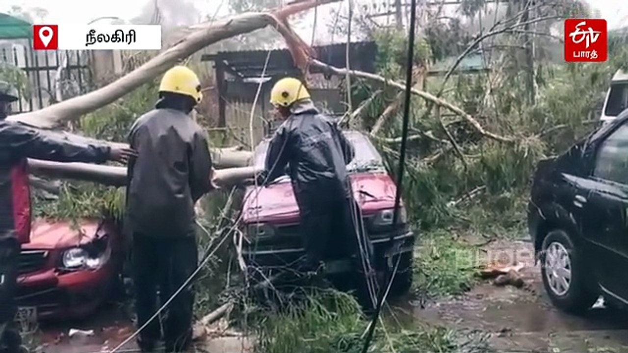 சாலையில் விழுந்த ராட்சத மரம் - வாகனங்கள் சேதம்