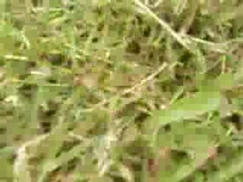 SV_A0053