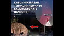 Kasus Kafe di Bandung yang Bikin Cat Lover Geram!