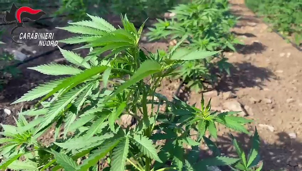 Maxi sequestro di marijuana nel Nuorese: oltre 40mila piante scoperte dai Carabinieri