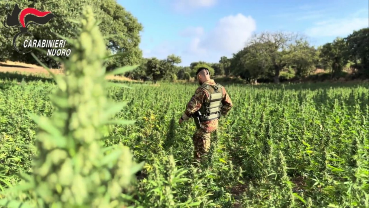 Nuoro, maxi piantagione di marijuana: sequestrate 35mila piante, 4 arresti (13.01.26)