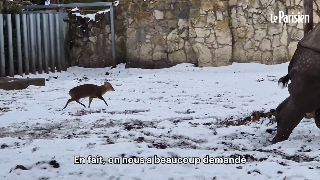 « Il protégeait sa partenaire » : un cervidé de 17 kg défie un gros rhinocéros dans un zoo en Pologne
