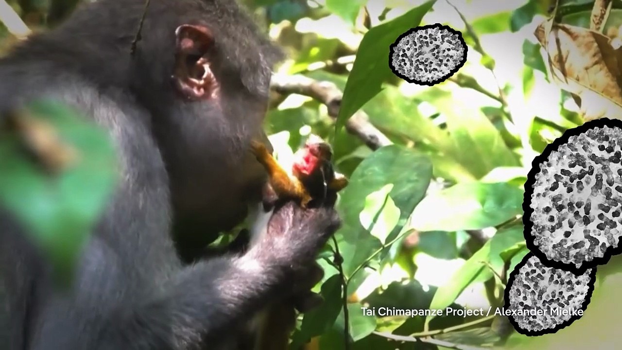 One Health: Forschung in Afrika gegen neue Pandemien