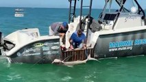 Struggling shark freed from crab trap line near Florida beach