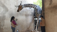Así es el cuidado de los animales del Parque Zoológico del Centenario en Mérida