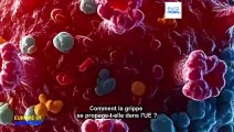 Saison de la grippe : comment le virus se propage-t-il dans l'UE ?