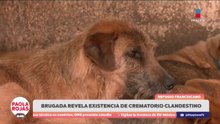 Descubren crematorio ilegal tras desalojo de refugio en Cuajimalpa | DPC con Paola Rojas