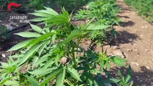 Scoperta la piantagione di marijuana pi? grande d'Italia: vale 30 milioni di euro