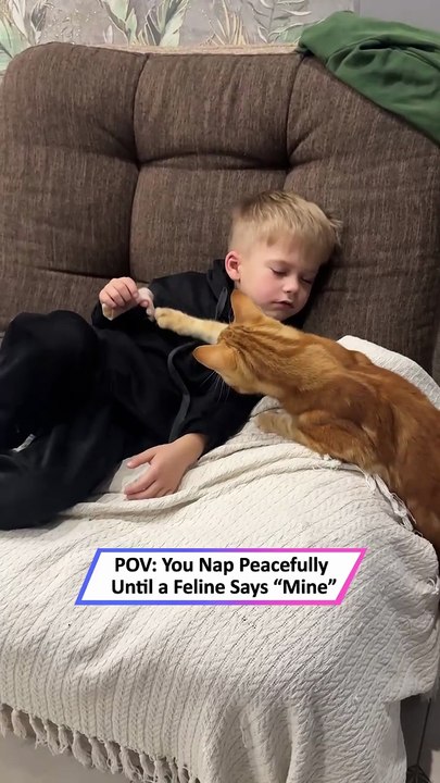 This Hilarious Cat Prank Will Leave You in Tears 😂|| Heartsome 💖