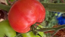 Disease symptoms on tomato fruits.