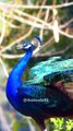 Most Beautiful animal Peafowl bird Peacock natural sounds 4k 💖😍❤️#animalsounds #birds #peacock