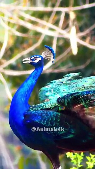 Most Beautiful animal Peafowl bird Peacock natural sounds 4k 💖😍❤️#animalsounds #birds #peacock