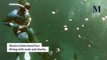 Monica Sutherland free diving in Jervis Bay | January 14, 2026 | Illawarra Mercury