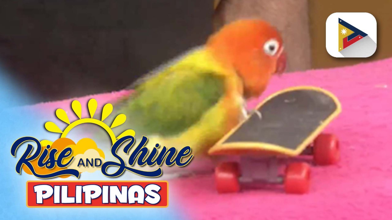 Wednesday Pet's Day | Paano alagaan ng tama ang African love bird?