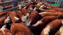Hereford weaner steer sale at Casterton