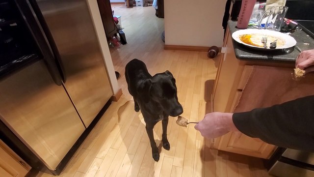 Dog Loves Peanut Butter on a spoon