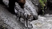 Grizzly Bear Saved The Wolf Pup from sinking