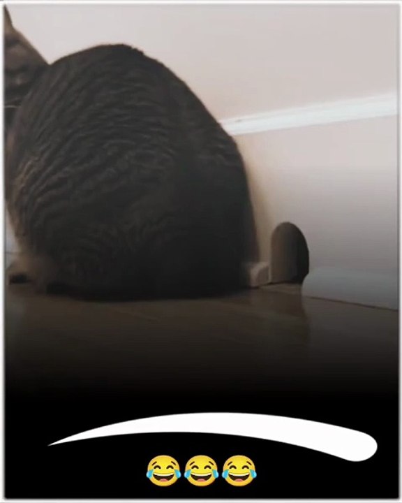 Funny cat