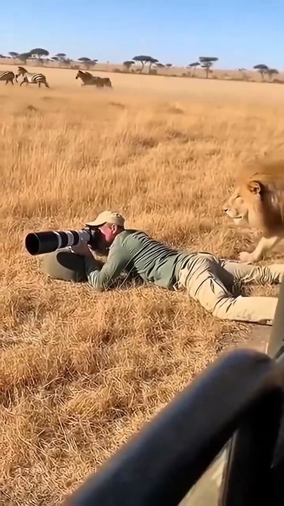 Lion Sneaks