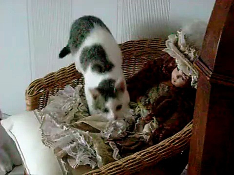 Chat alors, petit moment d'amusement