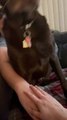 Dog Places Paw on Owners Hands for Hands in Moment