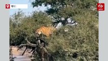 रणथंभौर: सफारी में पेड़ पर चढ़े टाइगर की अठखेलियों से सैलानी रोमांचित