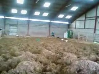 Clement courcé par une poule excelent