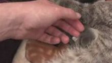 Sweetie's kittens in HD